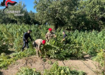 Maxi piantagione di marijuana a Oschiri, arrestato il proprietario del terreno