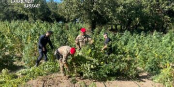 Maxi piantagione di marijuana a Oschiri, arrestato il proprietario del terreno