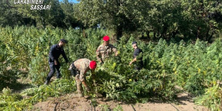 Maxi piantagione di marijuana a Oschiri, arrestato il proprietario del terreno
