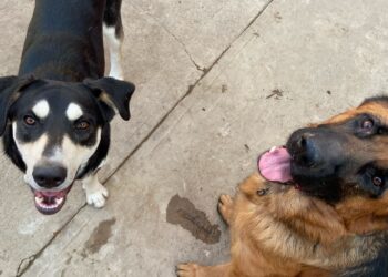 Capoterra, contro il randagismo il Comune paga le sterilizzazioni