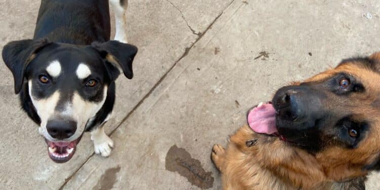 Capoterra, contro il randagismo il Comune paga le sterilizzazioni