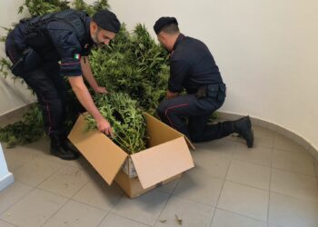 Sestu, operaio in arresto per coltivazione di marijuana