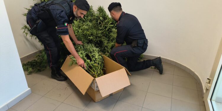 Sestu, operaio in arresto per coltivazione di marijuana