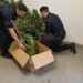 Sestu, operaio in arresto per coltivazione di marijuana
