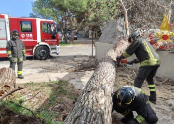 Quartu, grosso albero crolla per il vento in via Montacutu: intervengono i vigili del fuoco