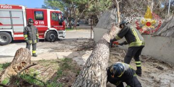 Quartu, grosso albero crolla per il vento in via Montacutu: intervengono i vigili del fuoco