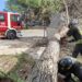 Quartu, grosso albero crolla per il vento in via Montacutu: intervengono i vigili del fuoco