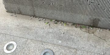 Cagliari, vandalizzata l’opera di Pinuccio Sciola in Piazza Gramsci