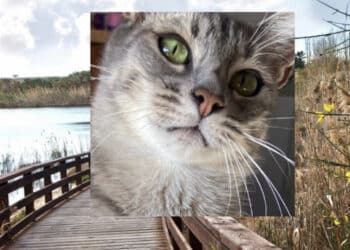 Cagliari, al parco Terramaini gatto falciato da un gruppo di ragazzi in monopattino