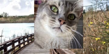 Cagliari, al parco Terramaini gatto falciato da un gruppo di ragazzi in monopattino