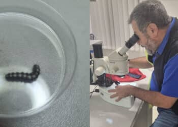 Allarme processionaria al parco di Monteclaro a Cagliari: chiusa l’area cani per alcune larve sospette