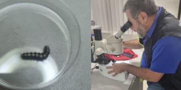 Allarme processionaria al parco di Monteclaro a Cagliari: chiusa l’area cani per alcune larve sospette