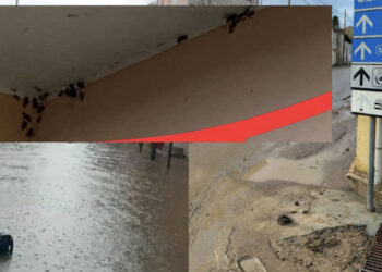 Invasione di blatte a Samassi, in centinaia dai tombini: ratti e miasmi fognari in strada dopo il nubifragio