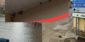 Invasione di blatte a Samassi, in centinaia dai tombini: ratti e miasmi fognari in strada dopo il nubifragio