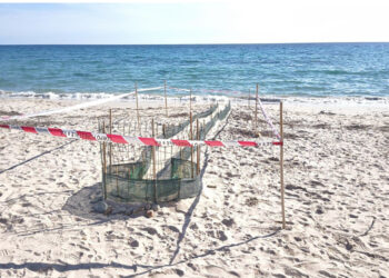 Evento eccezionale a Sant’Andrea: schiusa di 13 tartarughe