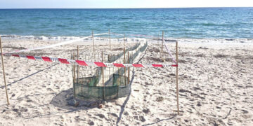 Evento eccezionale a Sant’Andrea: schiusa di 13 tartarughe