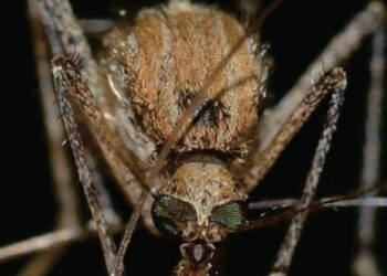 Sardara, un caso di positività alla West Nile: in arrivo misure di prevenzione