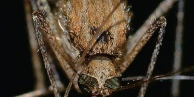 Sardara, un caso di positività alla West Nile: in arrivo misure di prevenzione