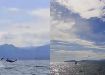 La danza dei delfini di fronte al porto di Cagliari: un gruppo di persone riprende lo spettacolo (VIDEO)