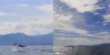 La danza dei delfini di fronte al porto di Cagliari: un gruppo di persone riprende lo spettacolo (VIDEO)