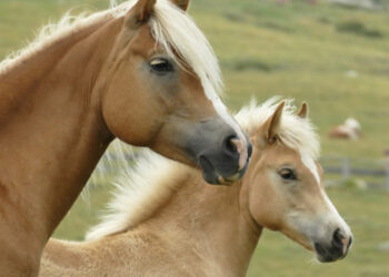 Orani, il Comune risponde alle polemiche sulle corse dei cavalli: “Non sono clandestine ma prove d’abilità”