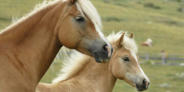 Orani, il Comune risponde alle polemiche sulle corse dei cavalli: “Non sono clandestine ma prove d’abilità”