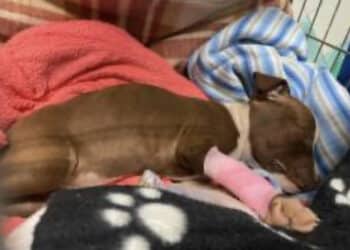 Oristano, cucciolo di pitbull gettato dal finestrino di una macchina in corsa: soccorso da un ragazzo, non è riuscito a salvarsi