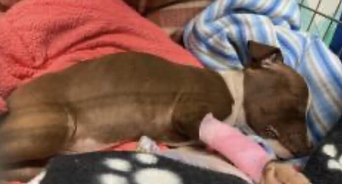 Oristano, cucciolo di pitbull gettato dal finestrino di una macchina in corsa: soccorso da un ragazzo, non è riuscito a salvarsi