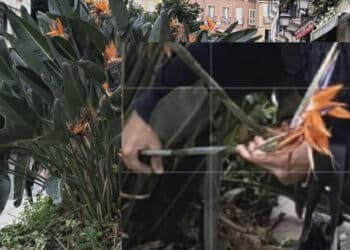 Cagliari, ladri di fiori in azione nel Corso Vittorio Emanuele e aiuole costantemente svuotate: “Capita spesso”