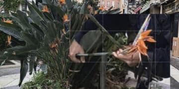 Cagliari, ladri di fiori in azione nel Corso Vittorio Emanuele e aiuole costantemente svuotate: “Capita spesso”