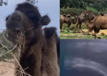 Ovodda, cresce la famiglia dei cammelli barbaricini: Valentina è in dolce attesa