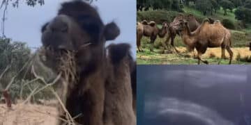 Ovodda, cresce la famiglia dei cammelli barbaricini: Valentina è in dolce attesa