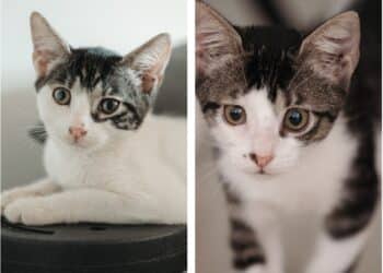 Radio Zampetta Sarda, Mia e Zoe in cerca di casetta