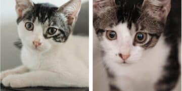 Radio Zampetta Sarda, Mia e Zoe in cerca di casetta