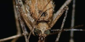 Guerra alle zanzare a Su Planu: chiudono il parco, la biblioteca, la scuola e gli uffici comunali