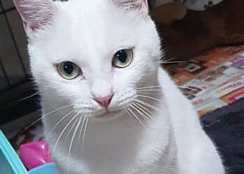 Radio Zampetta Sarda, abbandonato in strada cerca una famiglia