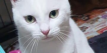 Radio Zampetta Sarda, abbandonato in strada cerca una famiglia