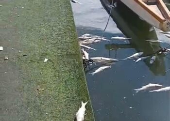 Cagliari, a Su Siccu migliaia di muggini morti e aria fetida irrespirabile