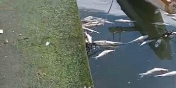 Cagliari, a Su Siccu migliaia di muggini morti e aria fetida irrespirabile