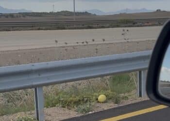 Sulla 131 fiorisce la natura, nonostante tutto: un melone fra i cantieri infiniti