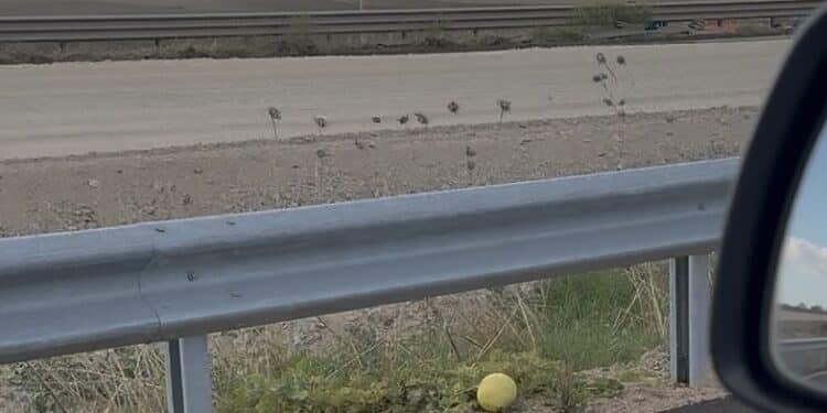 Sulla 131 fiorisce la natura, nonostante tutto: un melone fra i cantieri infiniti