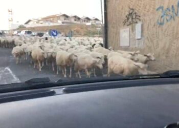 Monserrato, multato il pastore che porta a spasso le pecore in città dopo il VIDEO su Casteddu Online
