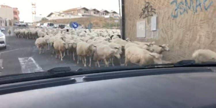 Monserrato, multato il pastore che porta a spasso le pecore in città dopo il VIDEO su Casteddu Online