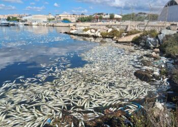Centinaia di pesci muoiono a Terramaini: il silenzioso disastro ambientale dopo ogni nubifragio
