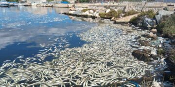 Centinaia di pesci muoiono a Terramaini: il silenzioso disastro ambientale dopo ogni nubifragio