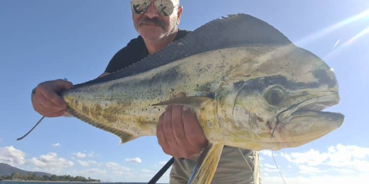 Una lampuga di 5 chili pescata nel golfo cagliaritano
