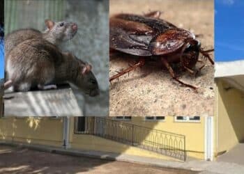 Capoterra, a scuola con topi e blatte: alunni a casa e al via la disinfestazione