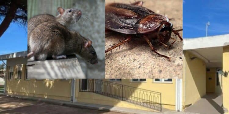 Capoterra, a scuola con topi e blatte: alunni a casa e al via la disinfestazione
