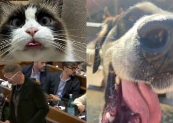 Cagliari, lotta al randagismo: educare le nuove generazioni e sensibilizzare i più grandi