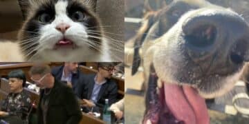 Cagliari, lotta al randagismo: educare le nuove generazioni e sensibilizzare i più grandi